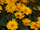flowers with bee; Profile: Rowald; 
