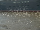 Queen Mary 2;  Q2 Begleitfahrt;  Elbe, Hamburg, Germany; Profil: Rowald; 