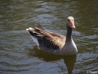 4255120_G; Stadtpark, Hamburg, Germany; Profile: Rowald;