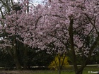 4114811_G; Stadtpark, Hamburg, Germany; Profile: Rowald;
