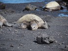 PB201914; Hawaii, Big Island, Kona, V...; Profile: Rowald;