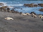 PB201922; Hawaii, Big Island, Kona, V...; Profil: Rowald;