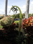 PB190964; Hawaii, Big Island, Kona, V...; Profil: Rowald;