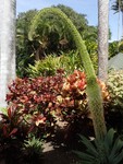 PB190965; Hawaii, Big Island, Kona, V...; Profil: Rowald;