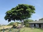 PB190940; Hawaii, Big Island, Kona Jack; Profile: Rowald;