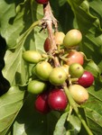 PB190949; Hawaii, Big Island, Kona Jack; Profile: Rowald;