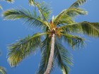 PB181869; Hawaii, Big Island, Kona, M...; Profile: Rowald;