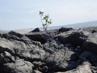 PB180908; Hawaii, Big Island, Kona, M...; Profile: Rowald;