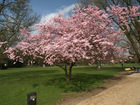 cherry blossoms / Kirschbl&...;  Stadtpark, Hamburg, Germany; Profile: Rowald; 