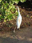 PC271870; Profile: Rowald; 