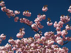 cherry blossom - P4187371; Profil: Rowald; 