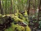 Profile: Rowald; 