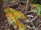 Profile: Rowald; 