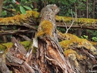 Profile: Rowald; 