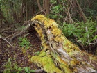 Profile: Rowald; 