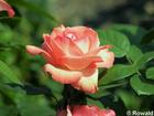 P6252872; © Rowald; Planten und Bloomen; Planten und Bloomen / Walla...; Profile: Rowald;