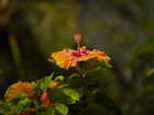 Hibiskus / Hibiscus;  Rowald ; © Rowald ;  Maui, Hawaii, USA; Profile: admin; 