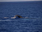 Humpback whale;  Maui, Hawaii, Usa; Profil: admin; 