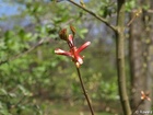 P4222178;  Jenisch Park, Hamburg, Germany; Profil: Rowald; 