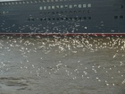 Queen Mary 2;  Q2 Begleitfahrt;  Elbe, Hamburg, Germany; Profile: Rowald; 