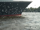 Queen Mary 2;  Q2 Begleitfahrt;  Elbe, Hamburg, Germany; Profile: Rowald; 