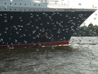 Queen Mary 2;  Q2 Begleitfahrt;  Elbe, Hamburg, Germany; Profile: Rowald; 