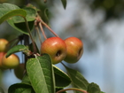 miniature apples;  Hamburg, Germany; Profile: Rowald; 