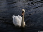 8247411_G; Profile: Rowald; 