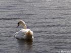 P5142565; Alster, Hamburg, Germany; Profil: Rowald;