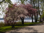 4164932_G; Alster, Hamburg, Germany; Profil: Rowald;