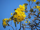 bread tree / Brotbaum; Profile: Rowald; 