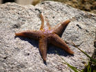 Starfish / Seestern;  Norway; Profile: Rowald; 