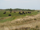 P5300833; Læsø, Danmark; Profile: Rowald;