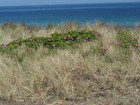 P6031179; Læsø, Danmark; Profile: Rowald;