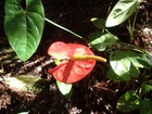 PB200998; Hawaii, Big Island, Kilauea...; Profile: Rowald;