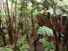 PB211079; Hawaii, Big Island, Kilauea...; Profile: Rowald;