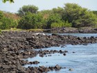 PB201906;  Hawaii, Big Island, Kona, V...; Profile: Rowald; 
