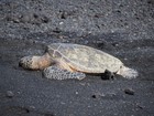 PB201913; Hawaii, Big Island, Kona, V...; Profile: Rowald;