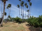 PB190975; Hawaii, Big Island, Kona, V...; Profil: Rowald;