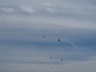 PB201883;  Hawaii, Big Island, Kona, V...; Profil: Rowald; 