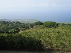 PB190936;  Hawaii, Big Island, Kona Jack; Profil: Rowald; 
