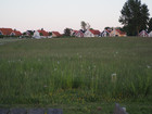 P5232399; Fuenen, DK; Profile: Rowald;
