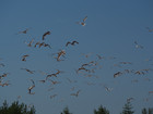 P5252462;  Fuenen, DK; Profil: Rowald; 