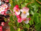 PC211765; Profile: Rowald; 