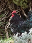 PC201724; Profile: Rowald; 