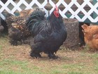PC201734; Profil: Rowald; 