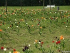 P4247988;  Landesgartenschau 2011;  Norderstedt, Germany; Profil: Rowald; 