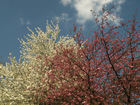 cherry blossom - P4157213