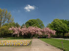 cherry blossom - P4237553; Profil: Rowald; 