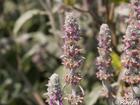 P6252855; © Rowald; Planten und Bloomen; Planten und Bloomen / Walla...; Profil: Rowald;